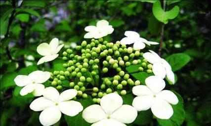 琼花花语假象有哪些含义？琼花的花语背后隐藏了什么？