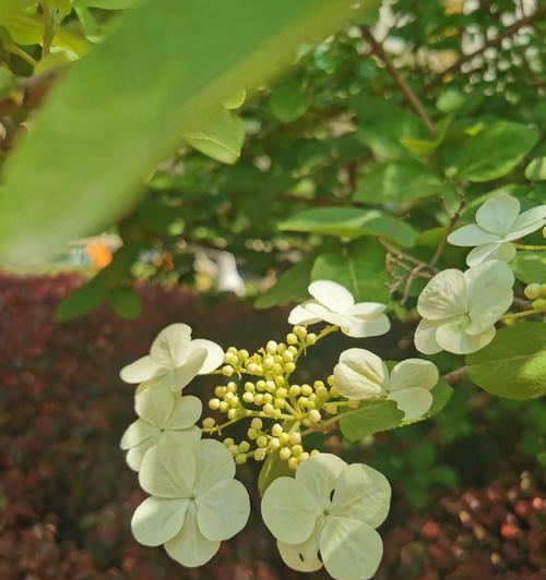琼花花语假象有哪些含义？琼花的花语背后隐藏了什么？