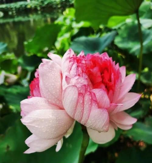 双面荷花花语是什么？双面荷花的寓意有哪些？