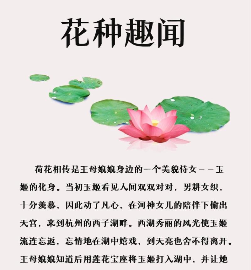 双面荷花花语是什么？双面荷花的寓意有哪些？