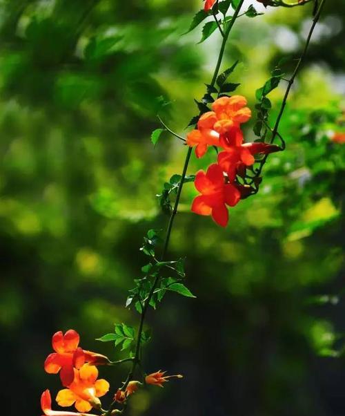 吊金钟花的花语是什么？吊金钟花的寓意有何特别之处？