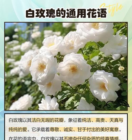花花语和寓意有哪些常见问题？花的花语和寓意如何理解？