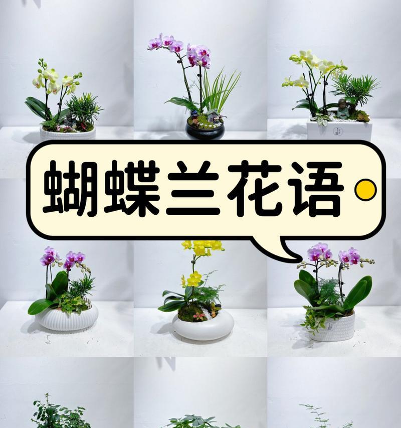 花花语和寓意有哪些常见问题？花的花语和寓意如何理解？