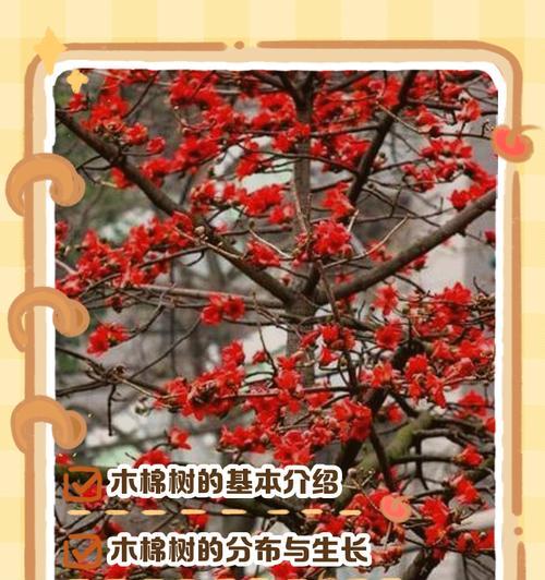 木棉的花语是什么？木棉的寓意有哪些？
