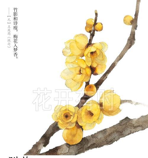多瓣腊梅花语是什么？多瓣腊梅的花语有何不同？