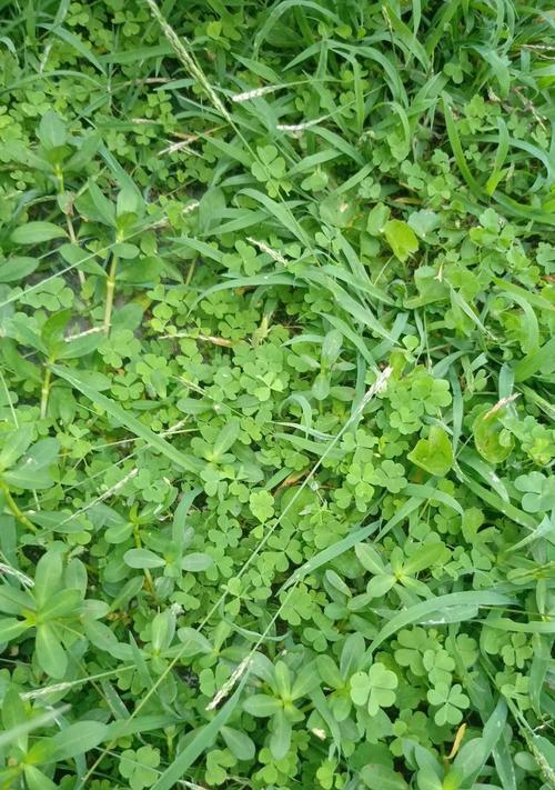 畦畔莎草花语是什么？畦畔莎草的寓意是什么？