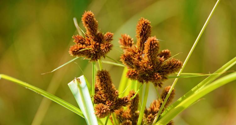 畦畔莎草花语是什么？畦畔莎草的寓意是什么？
