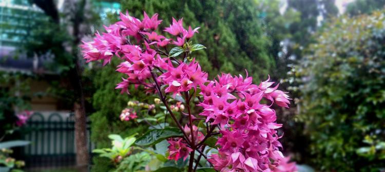 龙珠花的花语是什么？龙珠花的寓意有哪些？