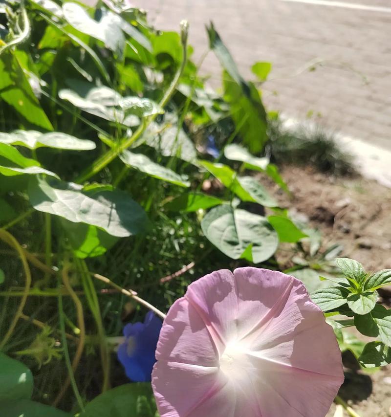 龙珠花的花语是什么？龙珠花的寓意有哪些？
