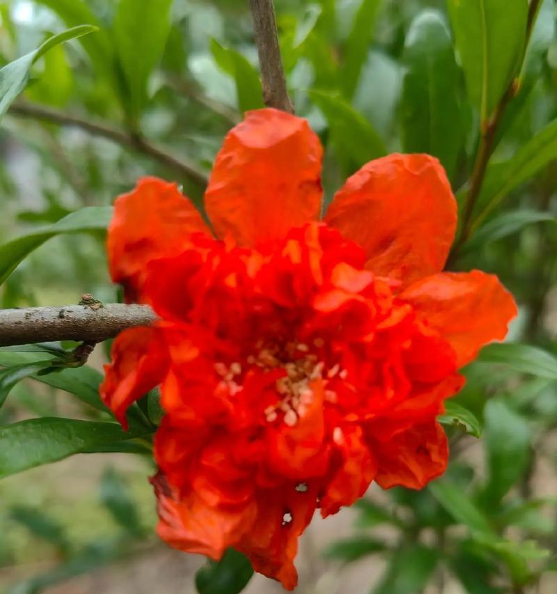 含石榴的花语是什么？石榴花的寓意有哪些？