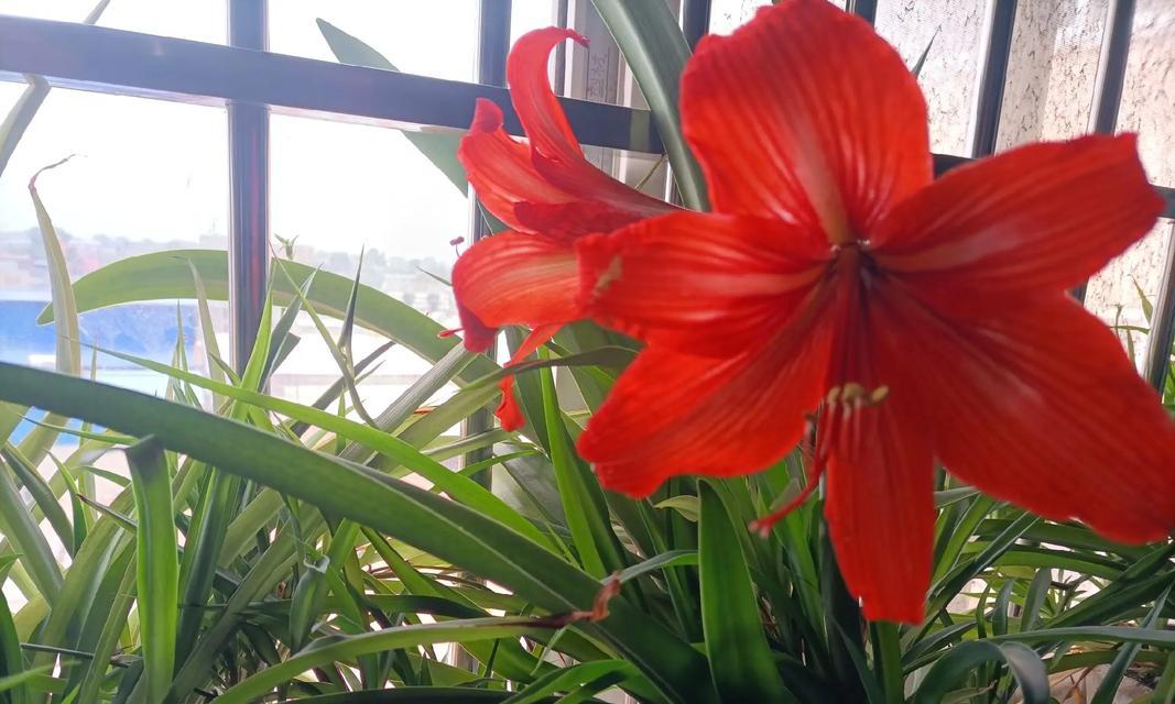 白磷兰的花语是什么？白磷兰代表了什么？