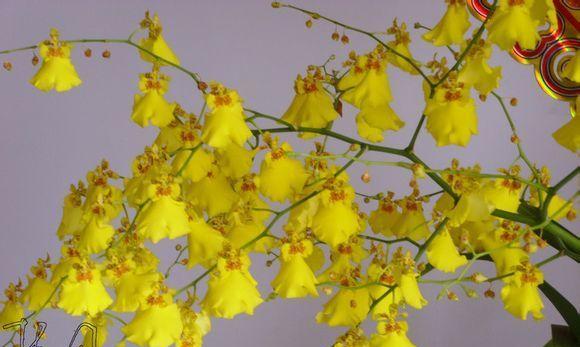 白磷兰的花语是什么？白磷兰代表了什么？