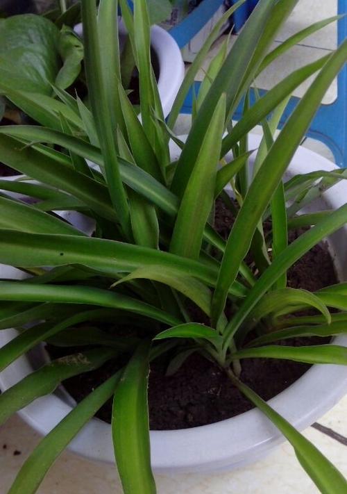 白磷兰的花语是什么？白磷兰代表了什么？