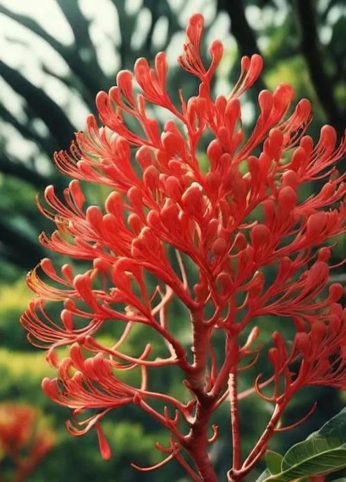 红花银桦花语是什么？红花银桦的寓意有哪些？