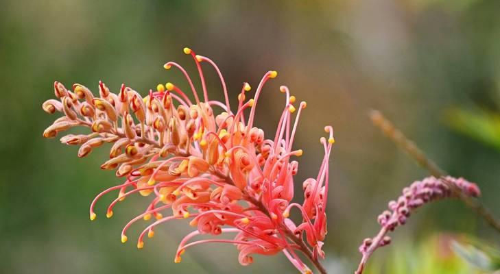 红花银桦花语是什么？红花银桦的寓意有哪些？