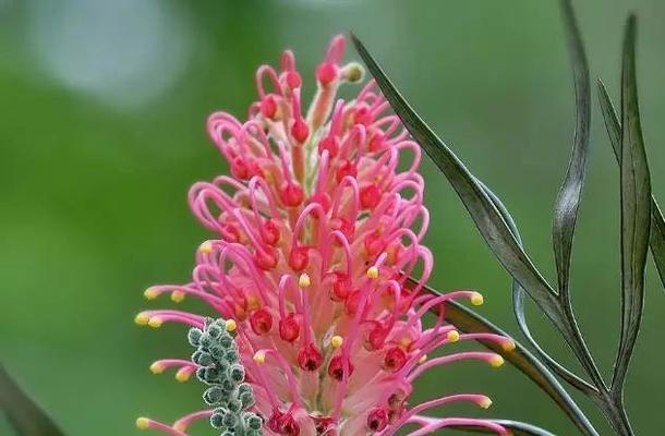 红花银桦花语是什么？红花银桦的寓意有哪些？