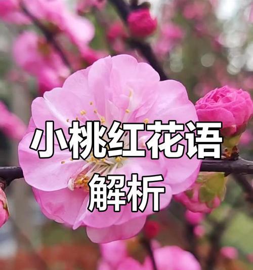 榆叶梅花语是什么？榆叶梅的花语有何含义？