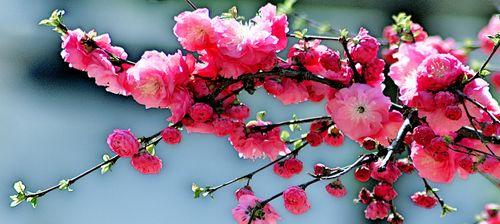 榆叶梅花语是什么？榆叶梅的花语有何含义？