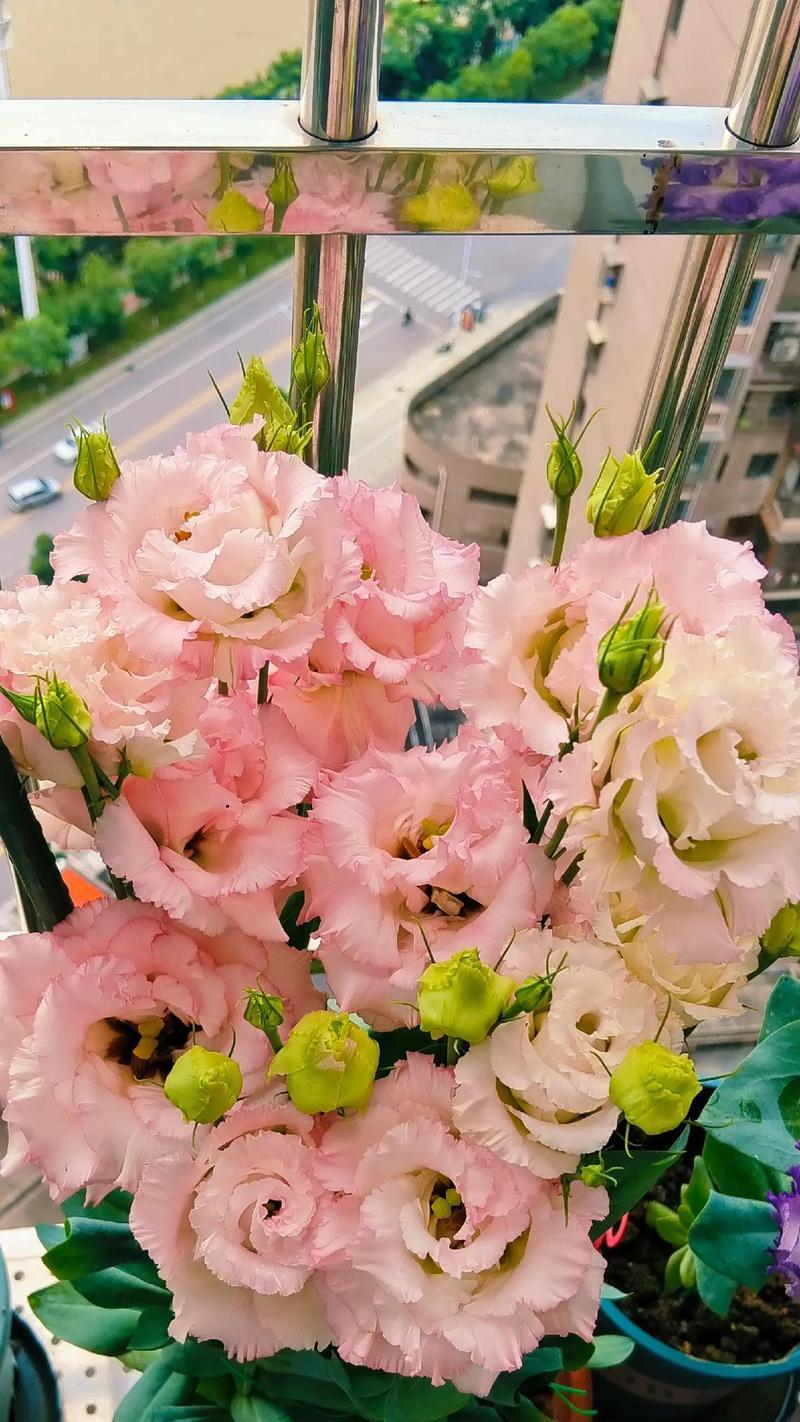 枸骨花的花语是什么？枸骨花代表了哪些情感？