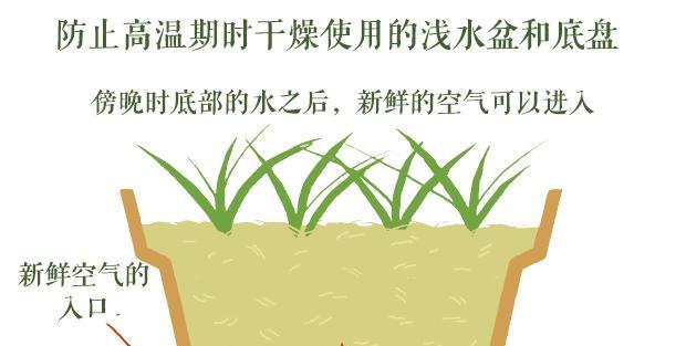日本鹭草花语是什么？日本鹭草的寓意有哪些？
