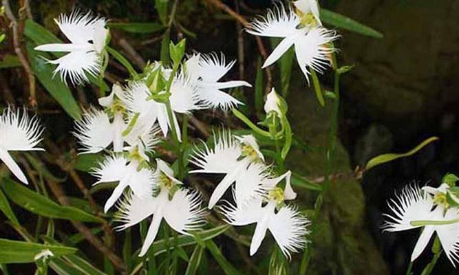日本鹭草花语是什么？日本鹭草的寓意有哪些？