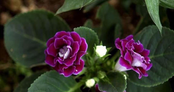 彩色堇的花语是什么？彩色堇代表了什么情感？