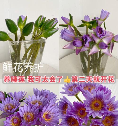 卷莲花的花语代表什么？有哪些特别寓意？