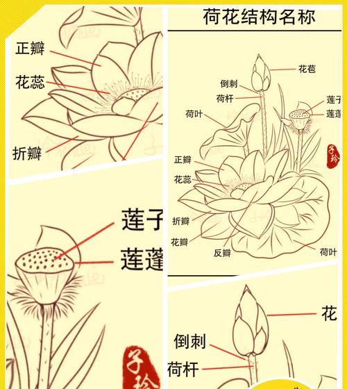 卷莲花的花语代表什么？有哪些特别寓意？