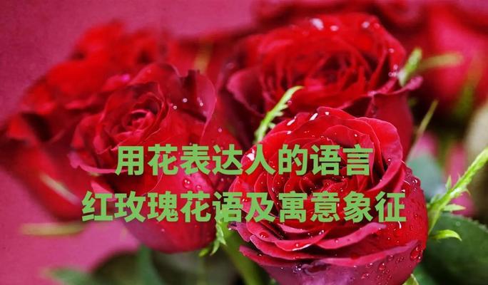 爱而不懂花语是什么意思？如何表达爱意？