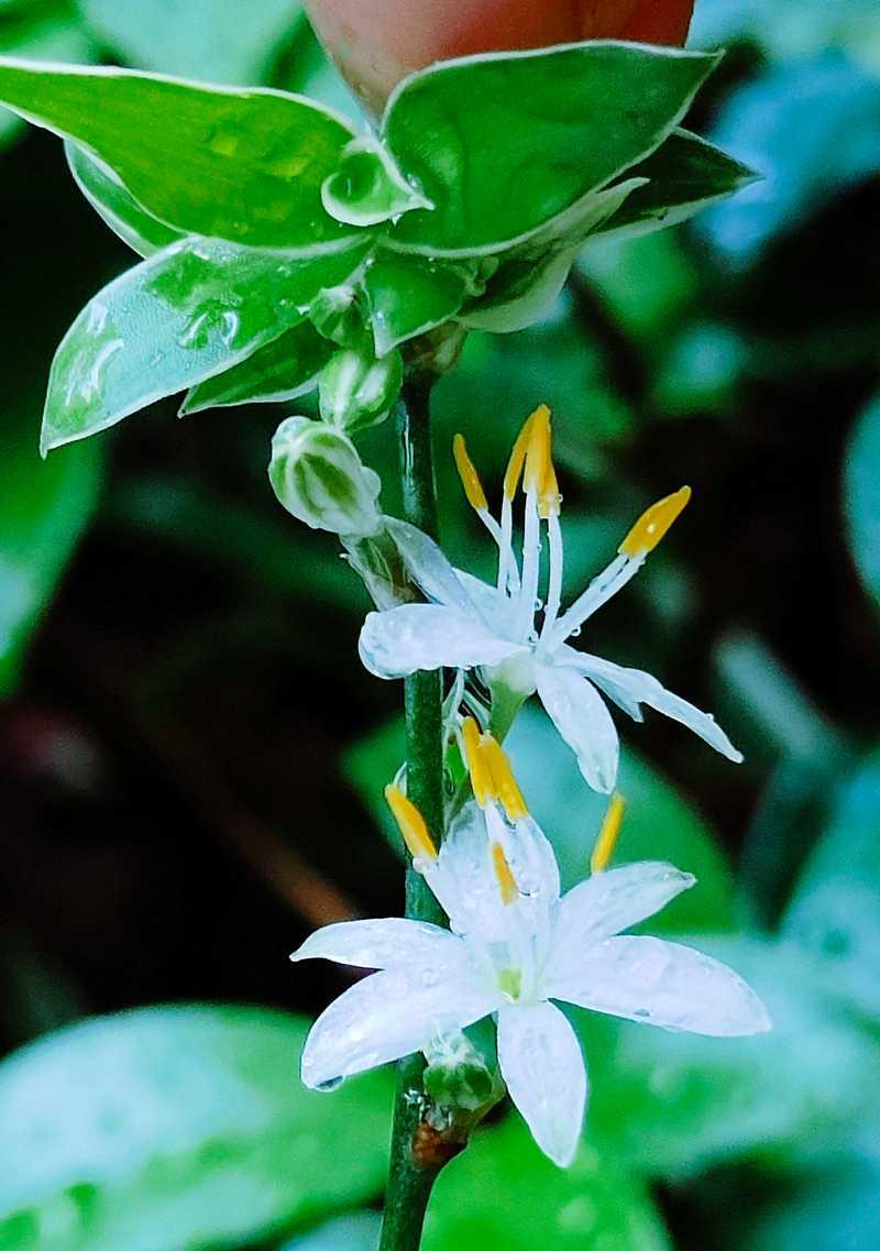 白吊兰的花语有哪些？如何养护白吊兰？