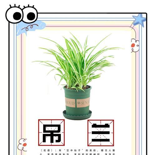 白吊兰的花语有哪些？如何养护白吊兰？