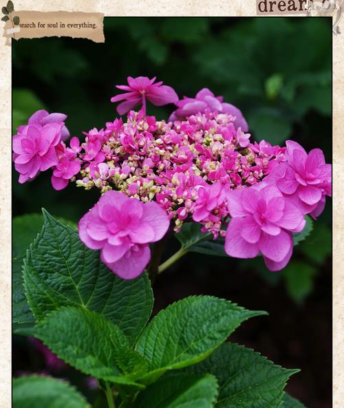 绣花球的花语是什么？绣花球的寓意有哪些？