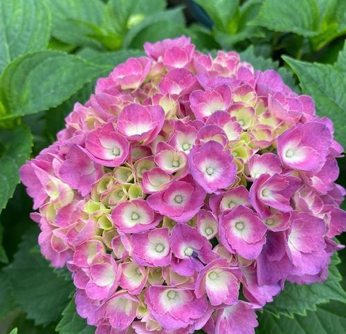 绣花球的花语是什么？绣花球的寓意有哪些？