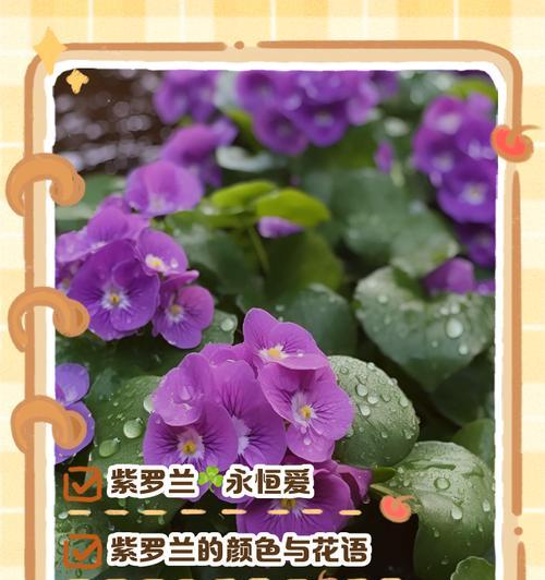 紫罗兰的花语是什么？紫罗兰的象征意义有哪些？
