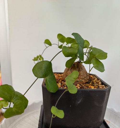 龟甲龙的花语是什么？如何养护龟甲龙？