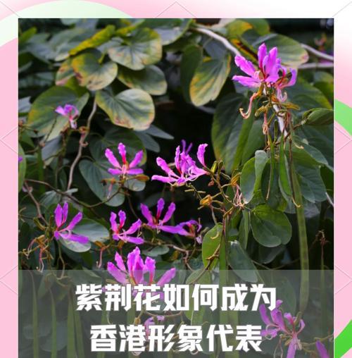 金手指花的花语是什么？金手指花的寓意有哪些？