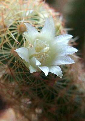 金手指花的花语是什么？金手指花的寓意有哪些？