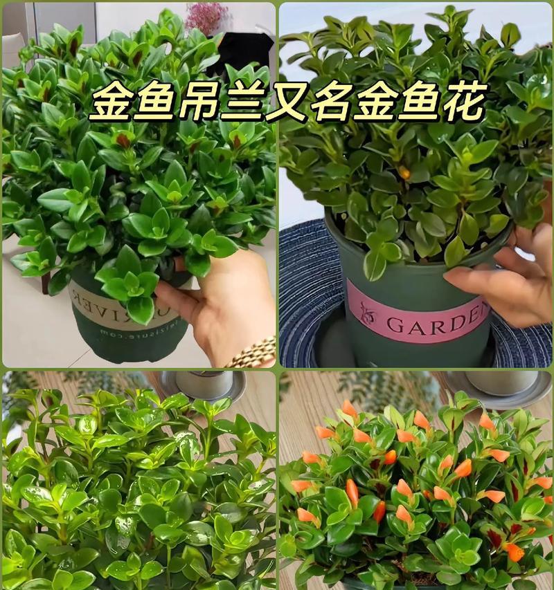 吊兰的花语有哪些励志含义？如何培养？