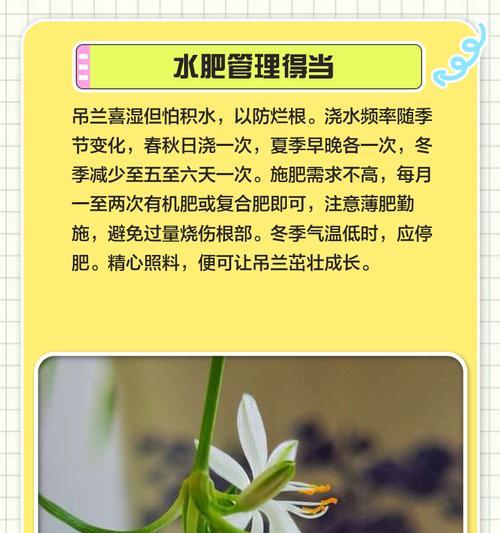 吊兰的花语有哪些励志含义？如何培养？