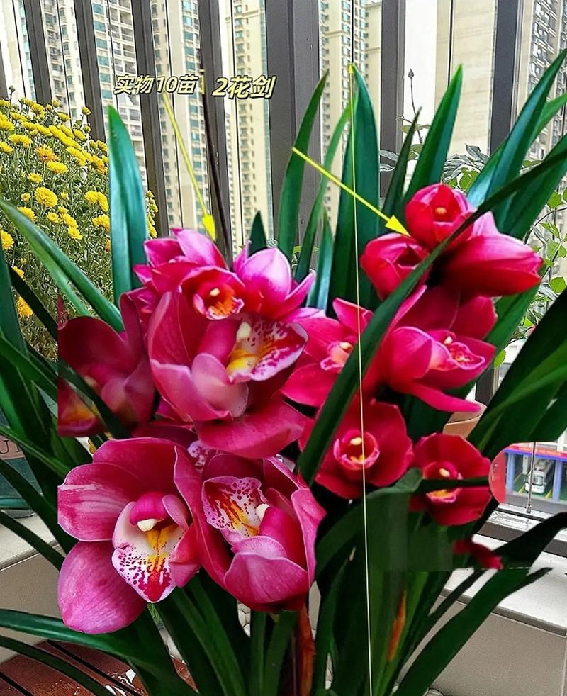 送兰花的花语代表什么？如何选择合适的兰花？