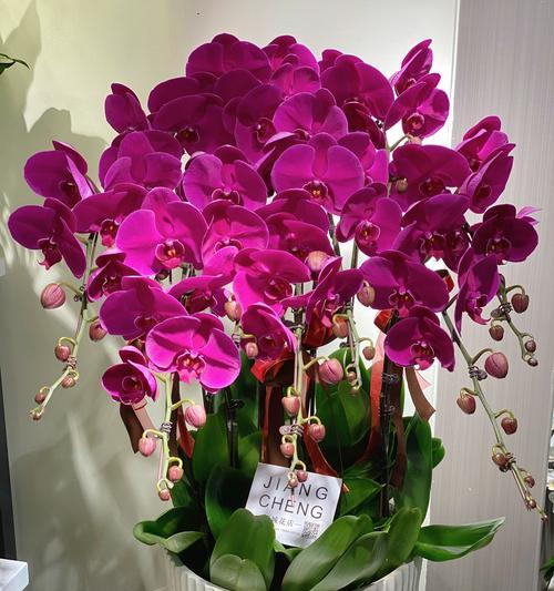 送兰花的花语代表什么？如何选择合适的兰花？