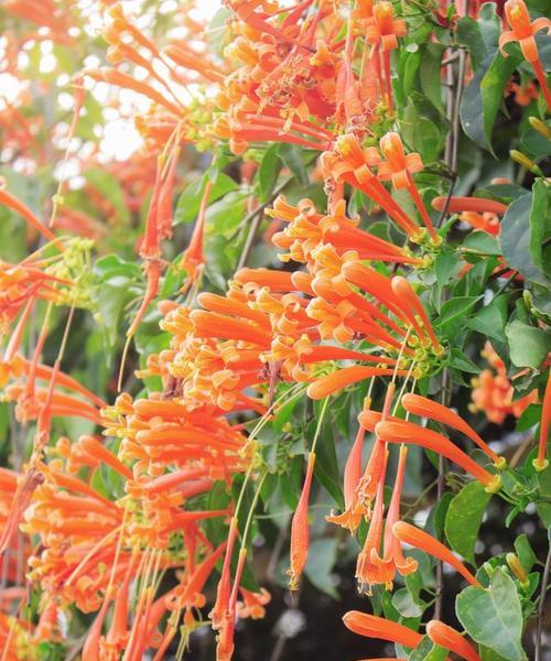 满山花草的花语是什么？满山花草的寓意有哪些？