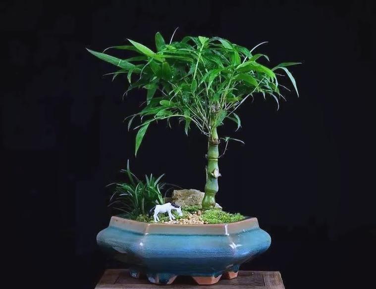 吉祥竹的花语是什么？吉祥竹的象征意义？