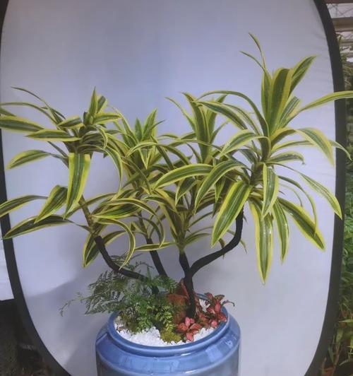 吉祥竹的花语是什么？吉祥竹的象征意义？