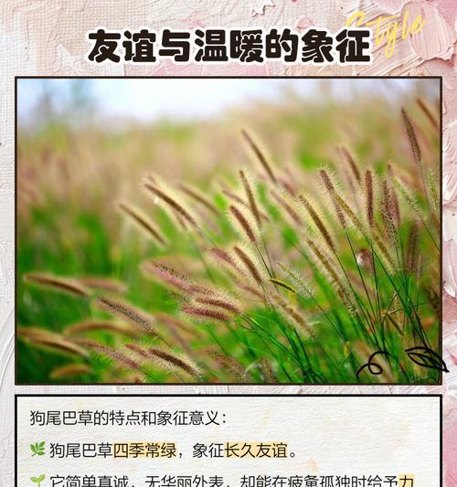 细长草的花语有哪些？细长草的养护技巧？