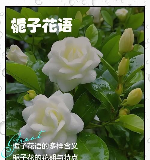 栀子花的花语寓意是什么？栀子花的养护方法？