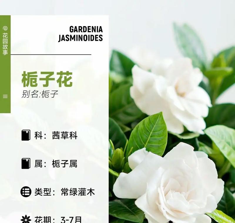栀子花的花语寓意是什么？栀子花的养护方法？