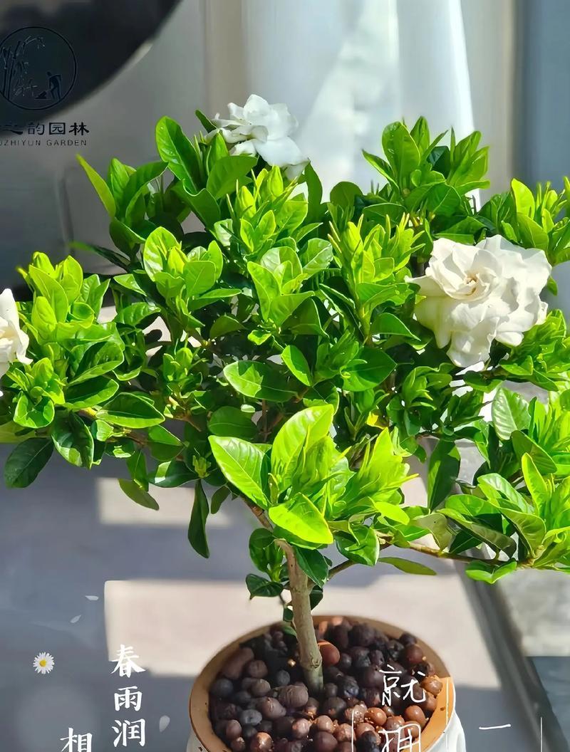 栀子花的花语寓意是什么？栀子花的养护方法？