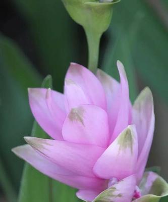 莪术花的花语有哪些？莪术花的象征意义是什么？