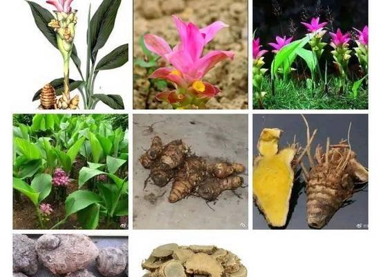 莪术花的花语有哪些？莪术花的象征意义是什么？